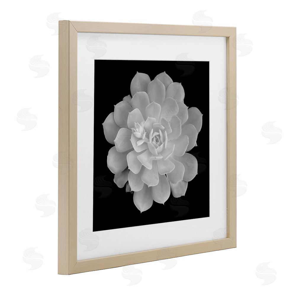 Phillip Flowers Pure White Succulent Contrast Brown Framed Print Under Glass Wall Art
