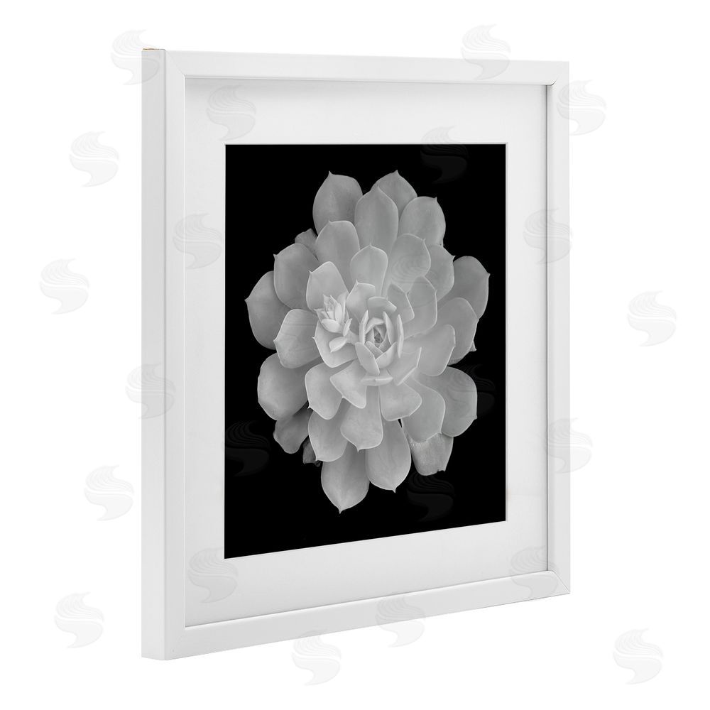 Phillip Flowers Pure White Succulent Contrast White Framed Print Under Glass Wall Art