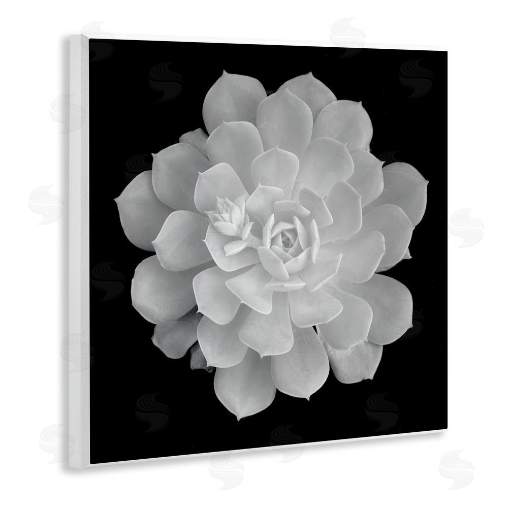 Phillip Flowers Pure White Succulent Contrast Wooden Wall Plaque Art Print
