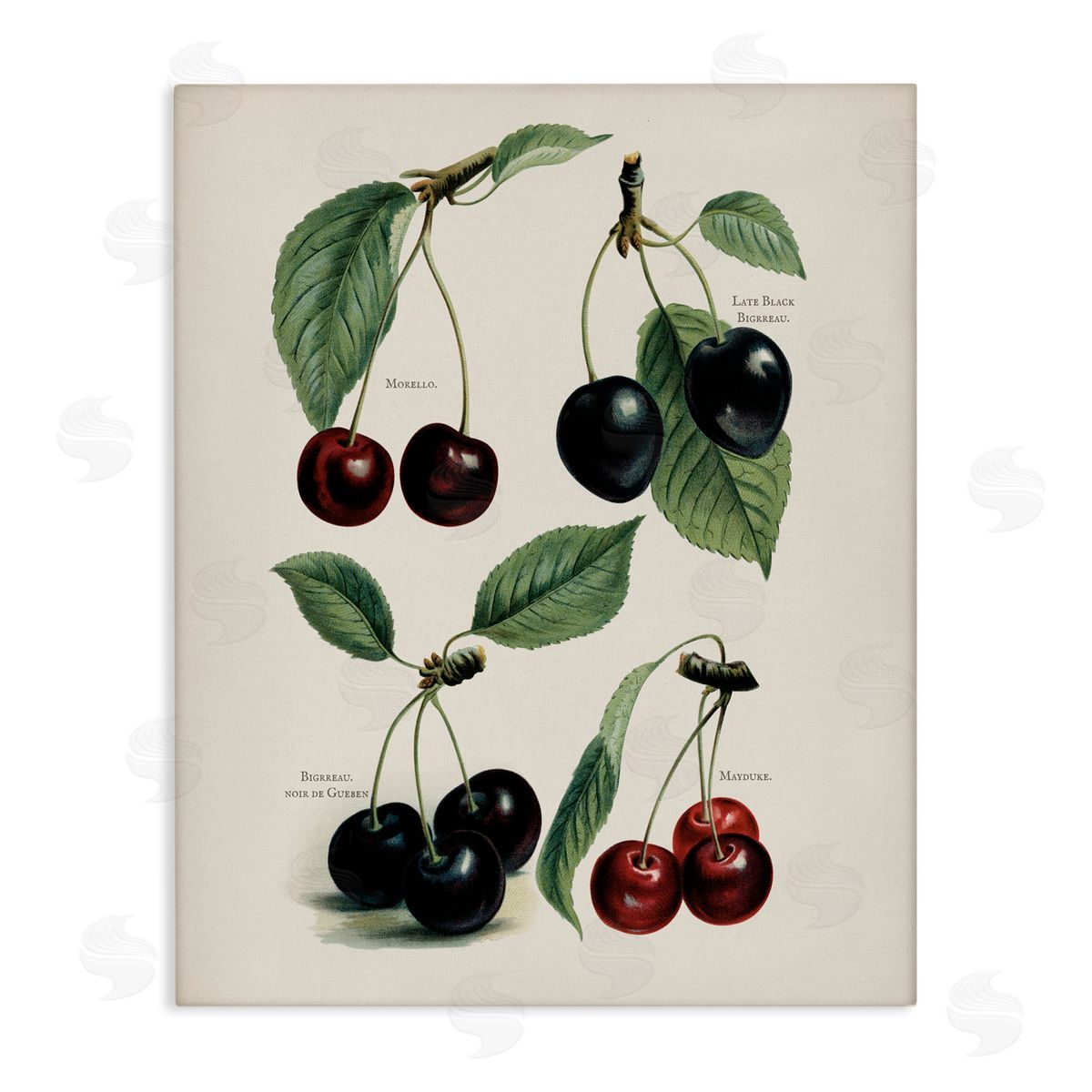 Lettered and Lined Natural Detailed Cherry Studies Stretched Canvas Wall Art Print