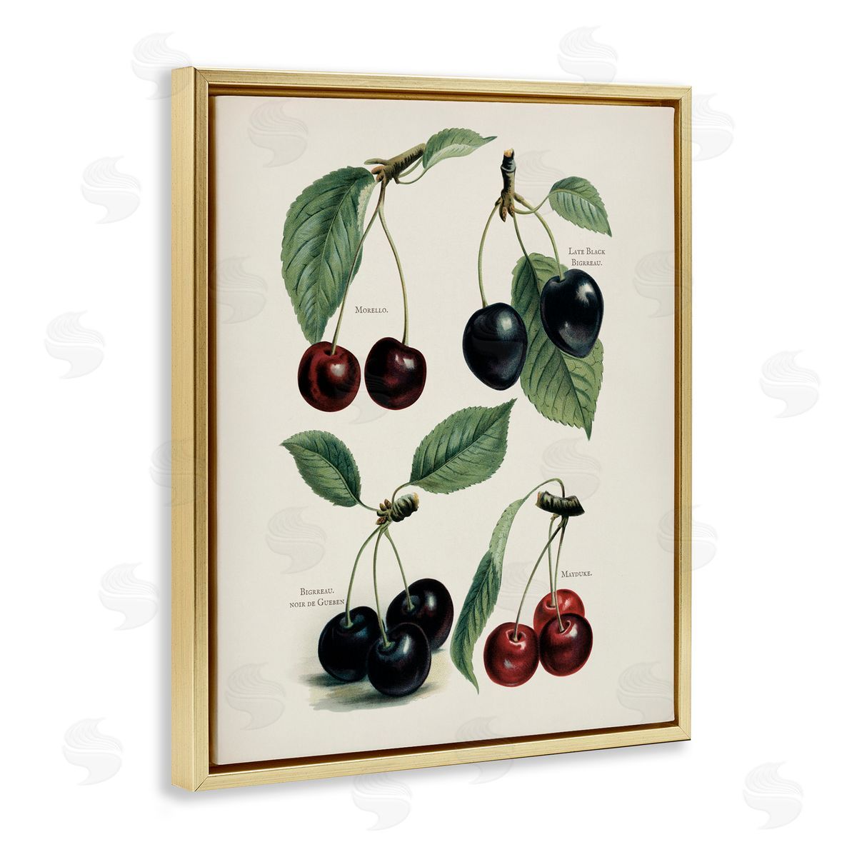 Lettered and Lined Natural Detailed Cherry Studies Gold Floating Frame Canvas Wall Art Print