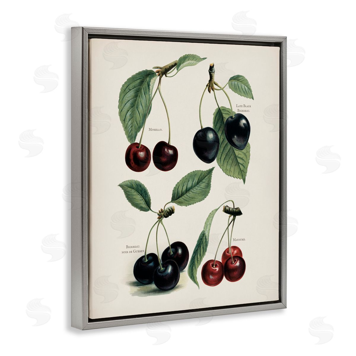 Lettered and Lined Natural Detailed Cherry Studies Gray Floating Frame Canvas Wall Art Print