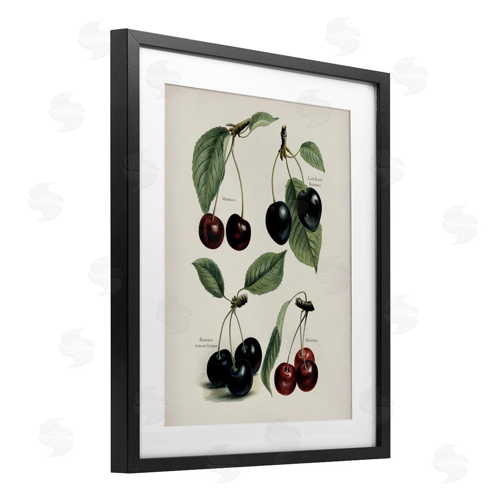 Lettered and Lined Natural Detailed Cherry Studies Black Framed Print Under Glass Wall Art
