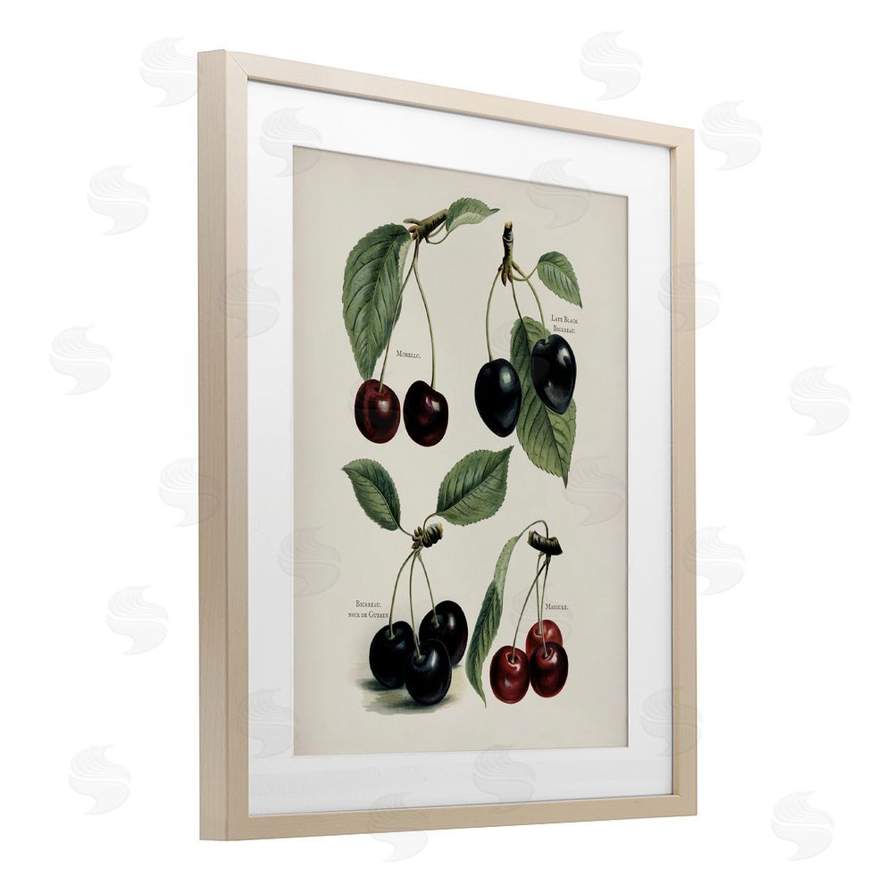 Lettered and Lined Natural Detailed Cherry Studies Brown Framed Print Under Glass Wall Art