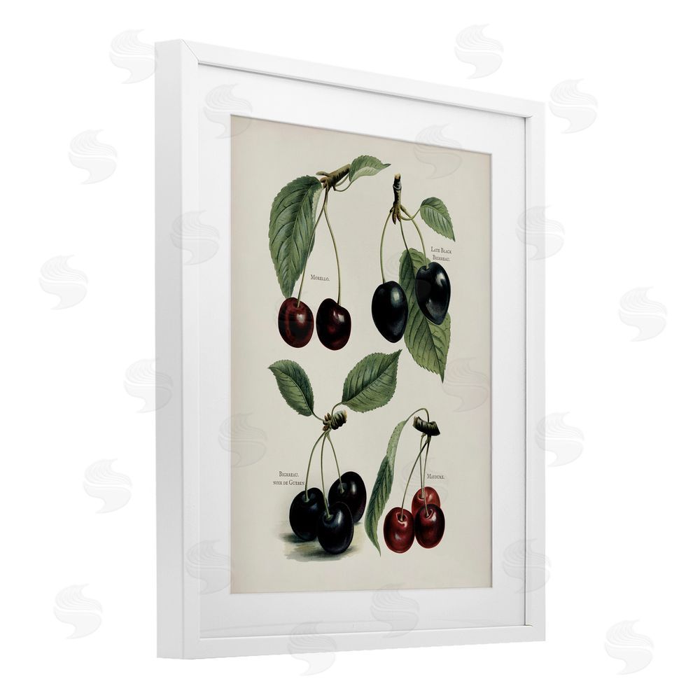 Lettered and Lined Natural Detailed Cherry Studies White Framed Print Under Glass Wall Art