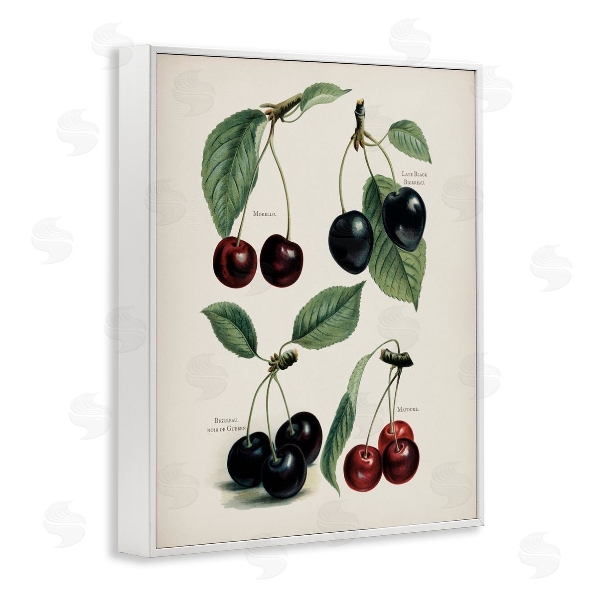 Lettered and Lined Natural Detailed Cherry Studies White Framed Giclee Print Wall Art