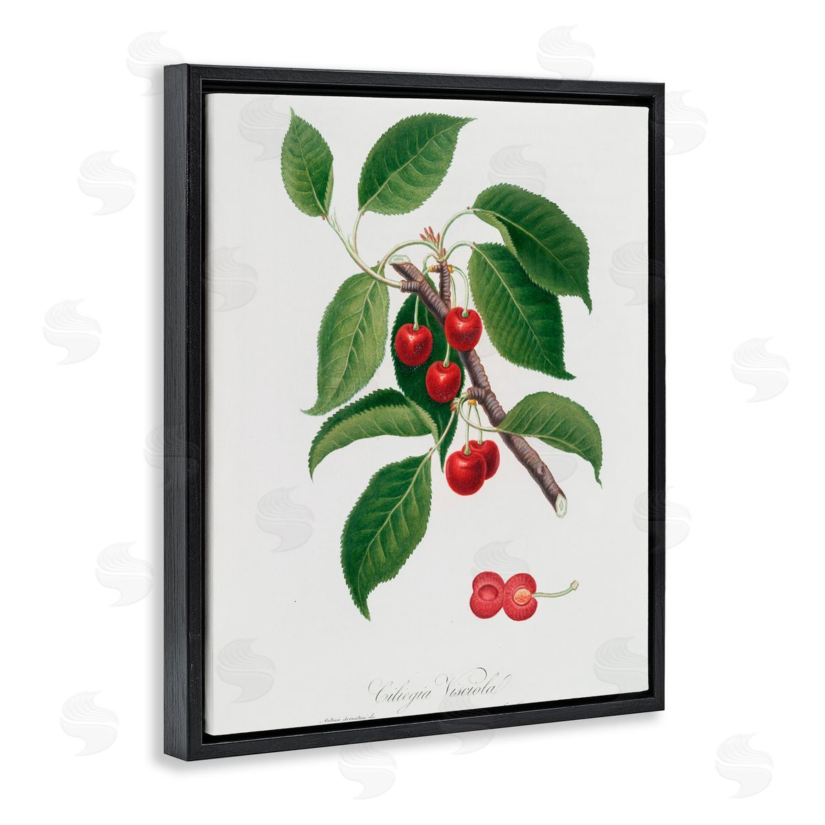 Lettered and Lined Latin Study of Cherry Plant Black Floating Frame Canvas Wall Art Print