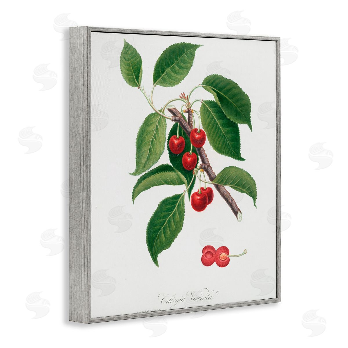 Lettered and Lined Latin Study of Cherry Plant Gray Framed Giclee Print Wall Art