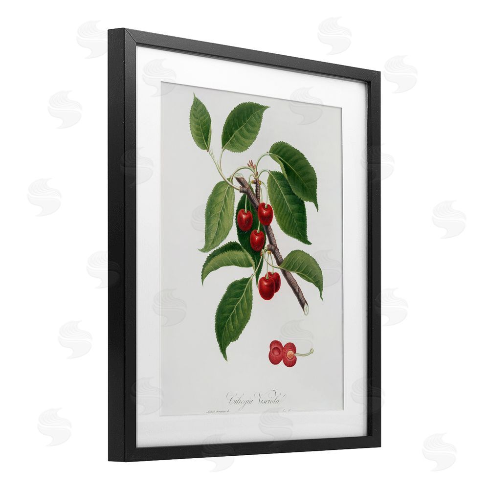 Lettered and Lined Latin Study of Cherry Plant Black Framed Print Under Glass Wall Art