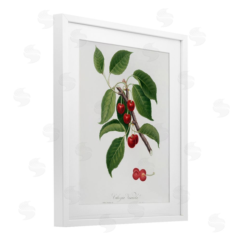 Lettered and Lined Latin Study of Cherry Plant White Framed Print Under Glass Wall Art