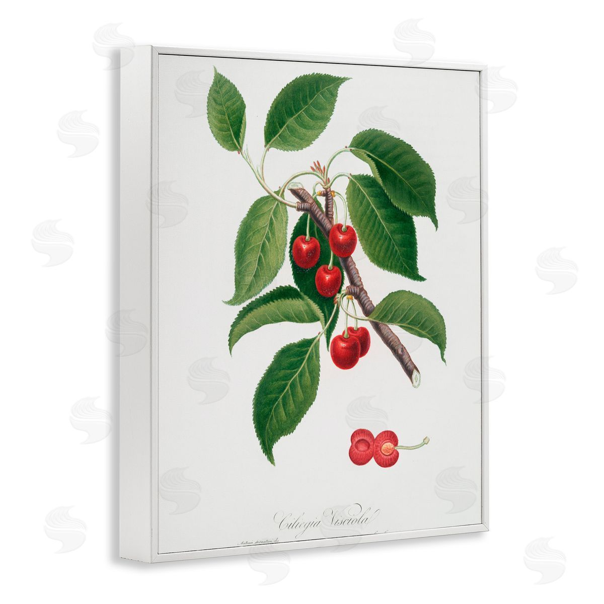 Lettered and Lined Latin Study of Cherry Plant White Framed Giclee Print Wall Art