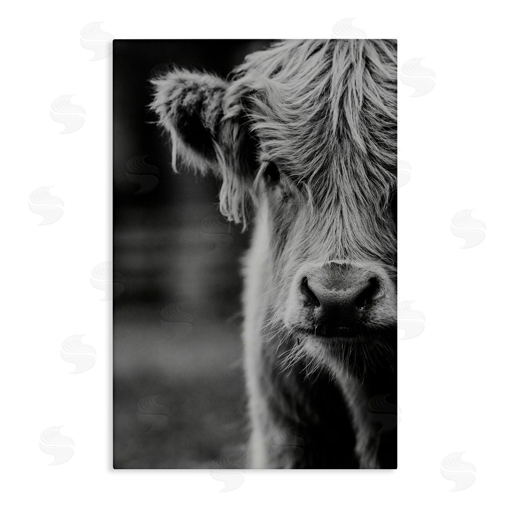 Amy Carroll Baby Cow Face Stretched Canvas Wall Art Print