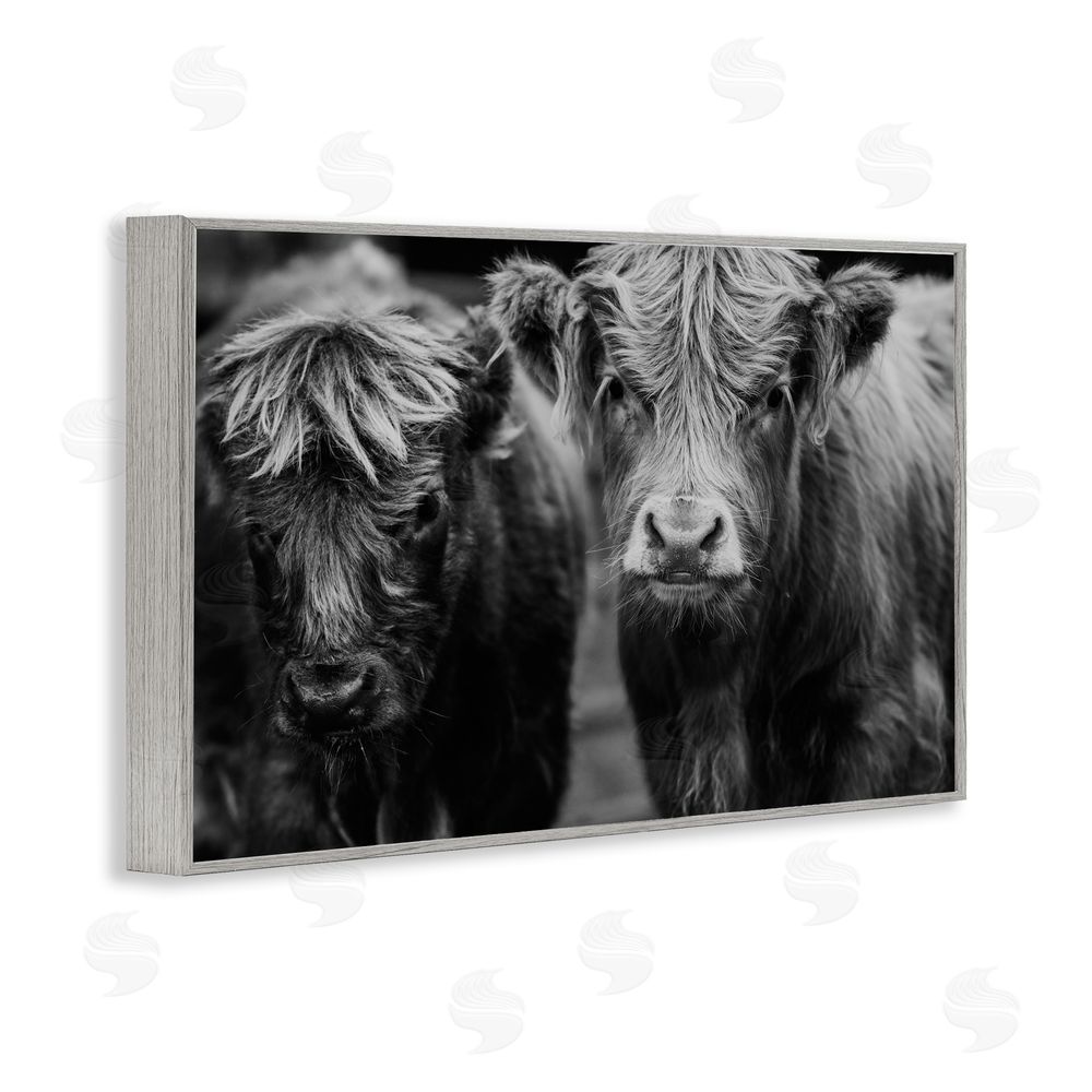 Amy Carroll Cow Faces on Farm Gray Framed Giclee Print Wall Art