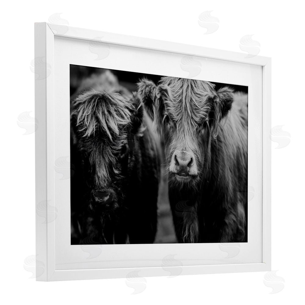 Amy Carroll Cow Faces on Farm White Framed Print Under Glass Wall Art