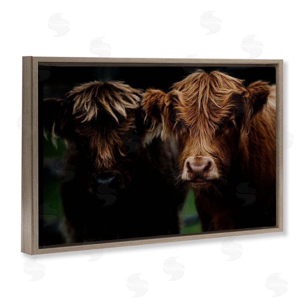 Amy Carroll Cow Faces Highland Pair Brown Floating Frame Canvas Wall Art Print