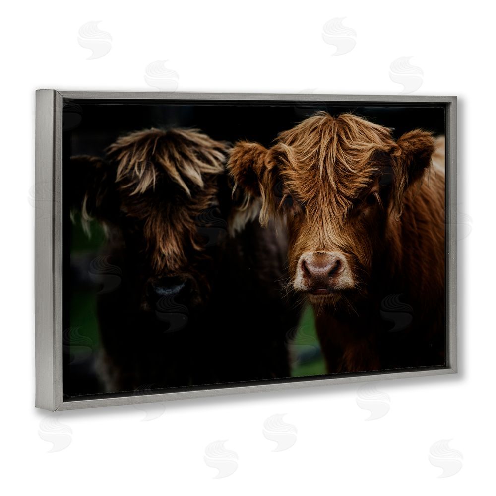 Amy Carroll Cow Faces Highland Pair Gray Floating Frame Canvas Wall Art Print