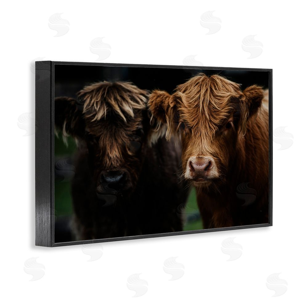 Amy Carroll Cow Faces Highland Pair Black Framed Giclee Print Wall Art
