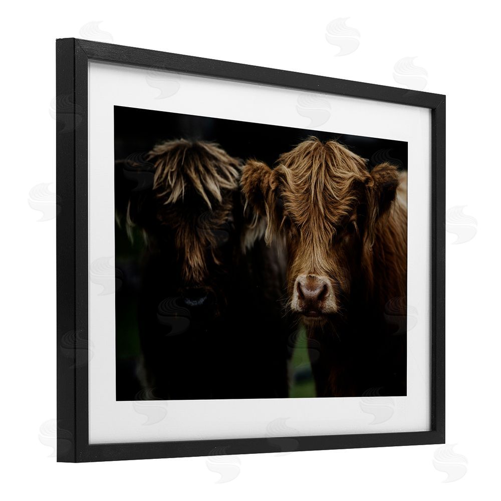 Amy Carroll Cow Faces Highland Pair Black Framed Print Under Glass Wall Art