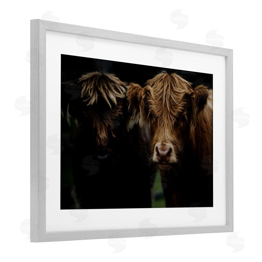 Amy Carroll Cow Faces Highland Pair Gray Framed Print Under Glass Wall Art