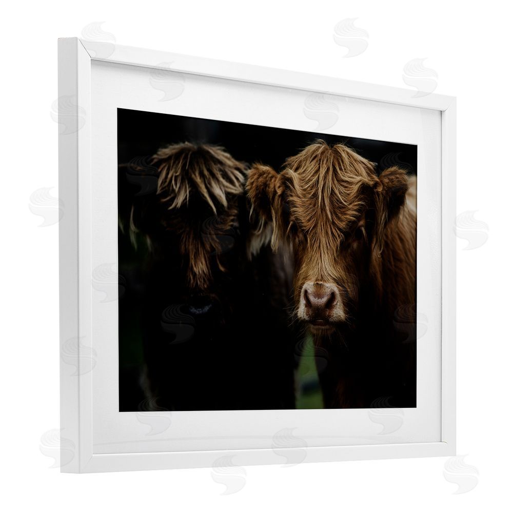 Amy Carroll Cow Faces Highland Pair White Framed Print Under Glass Wall Art