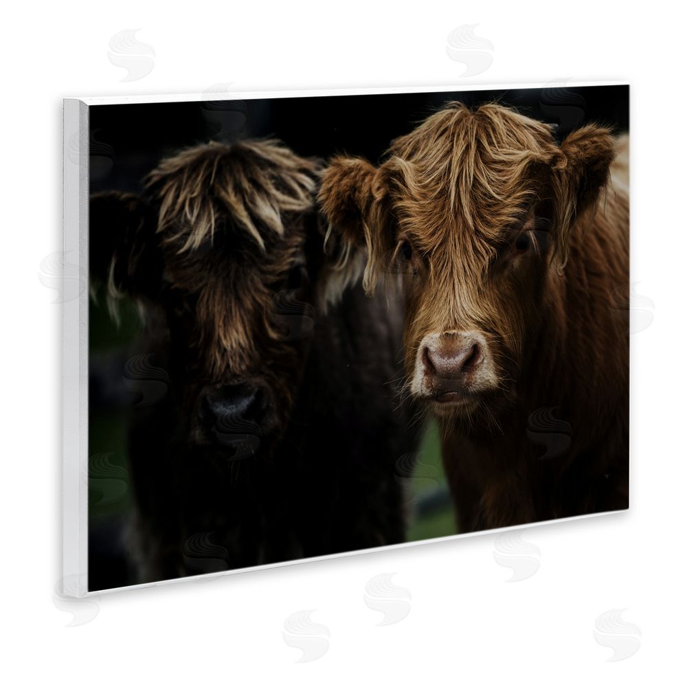 Amy Carroll Cow Faces Highland Pair Wooden Wall Plaque Art Print