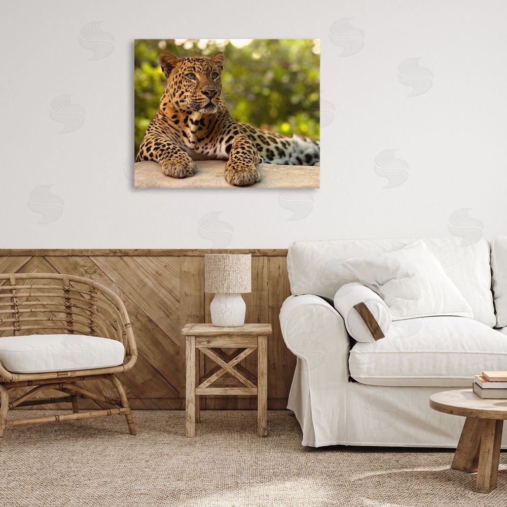 MJ Photography Leopard Gazing Relaxation Stretched Canvas Wall Art Print in Room