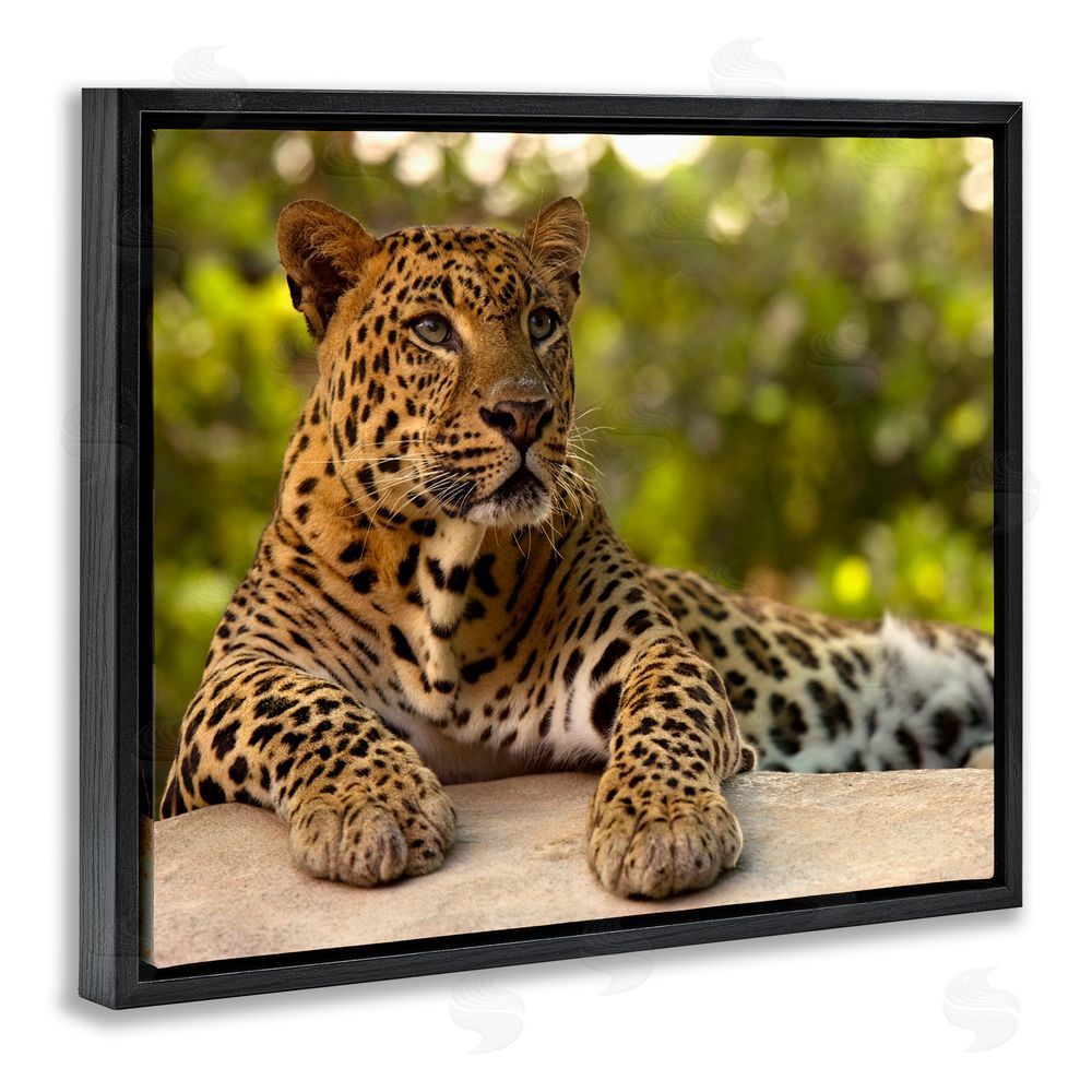 MJ Photography Leopard Gazing Relaxation Black Floating Frame Canvas Wall Art Print