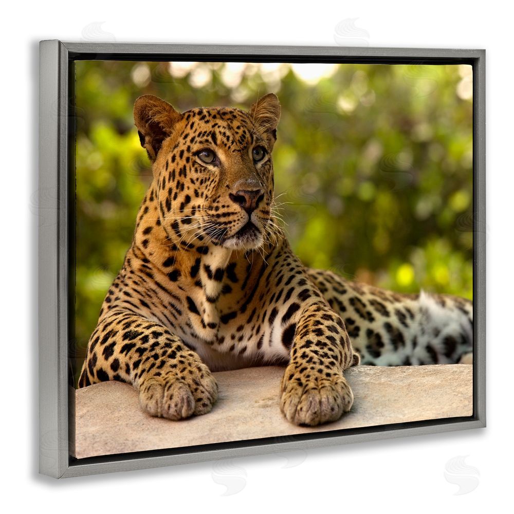 MJ Photography Leopard Gazing Relaxation Gray Floating Frame Canvas Wall Art Print
