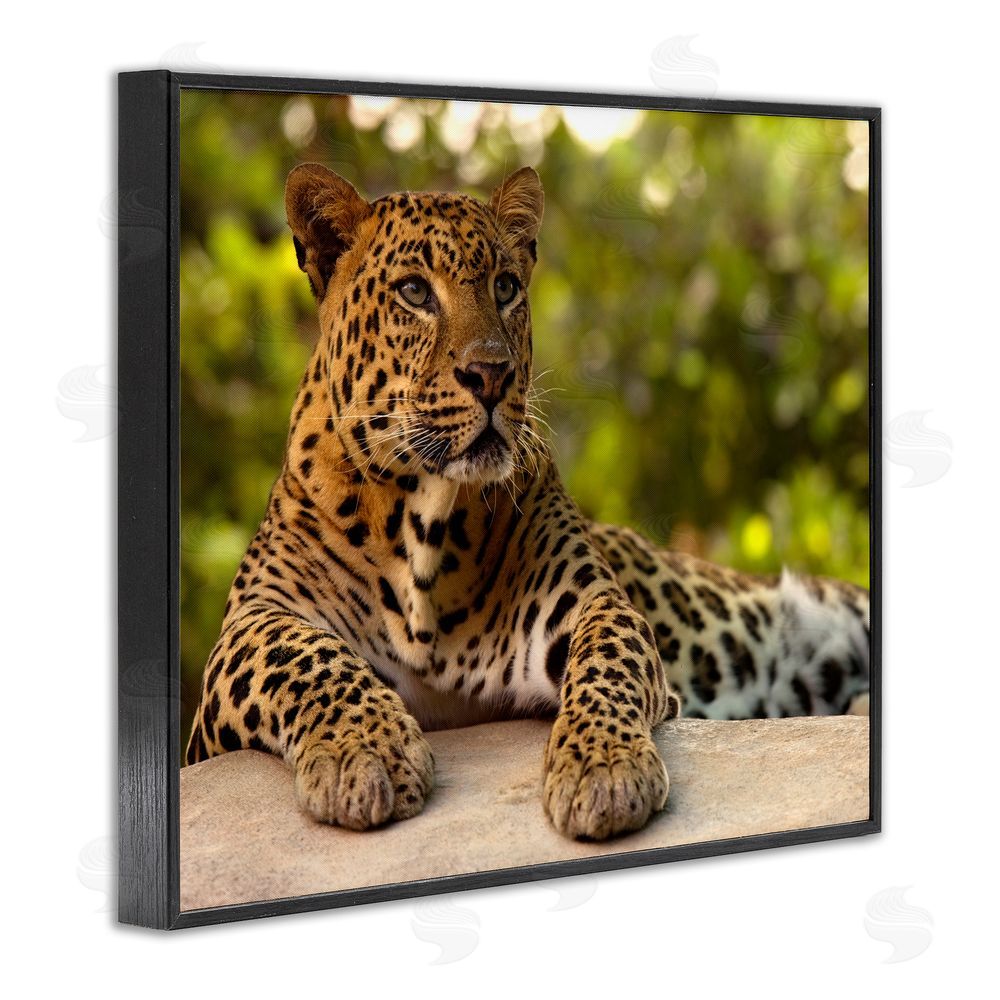 MJ Photography Leopard Gazing Relaxation Black Framed Giclee Print Wall Art
