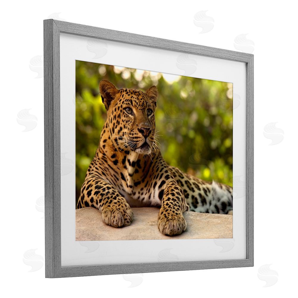 MJ Photography Leopard Gazing Relaxation Gray Framed Print Under Glass Wall Art