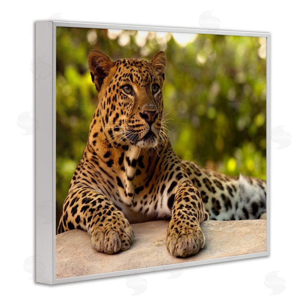 MJ Photography Leopard Gazing Relaxation White Framed Giclee Print Wall Art