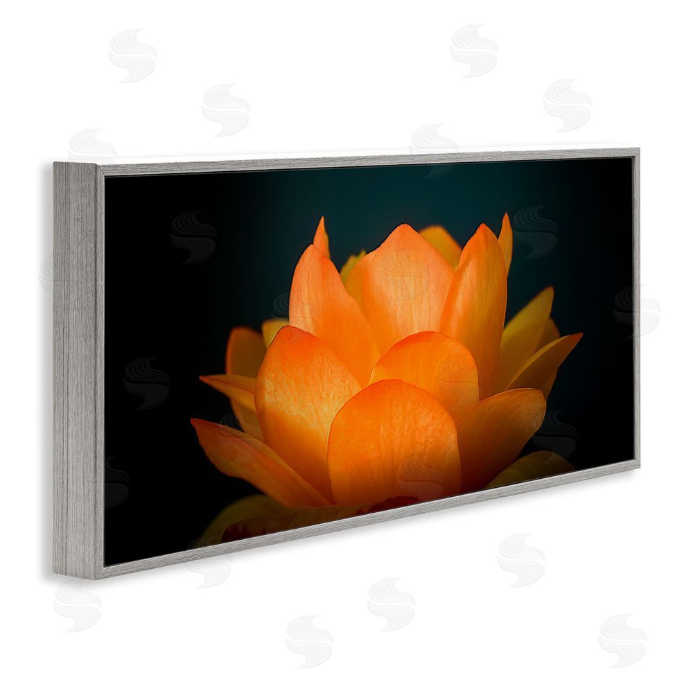 Phillip Flowers Glowing Orange Lotus Gray Framed Giclee Print Wall Art