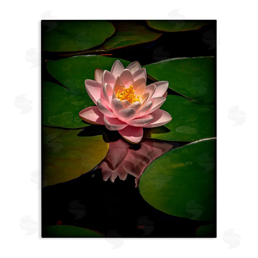 Phillip Flowers Pink Lotus Among Lily Pads Stretched Canvas Wall Art Print