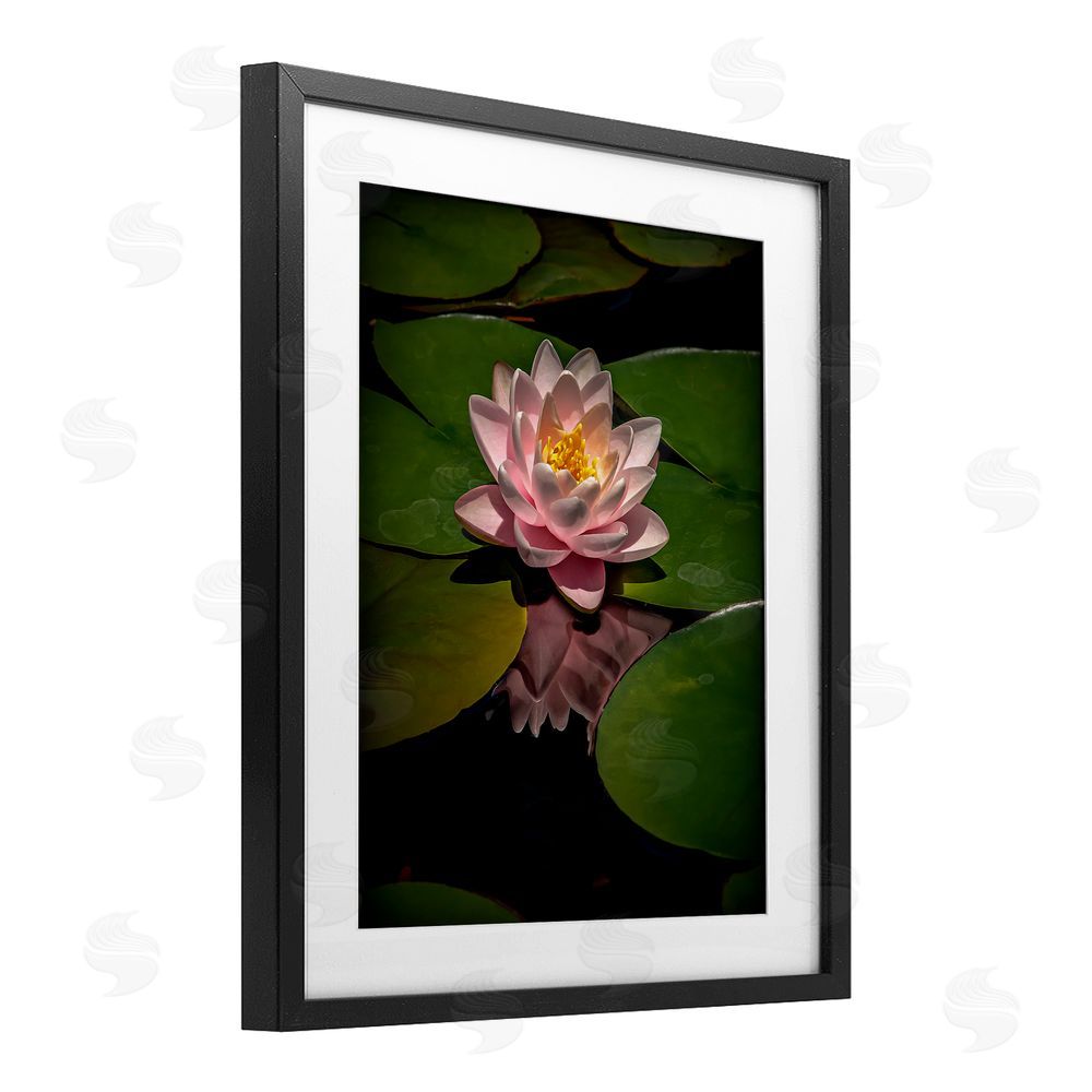 Phillip Flowers Pink Lotus Among Lily Pads Black Framed Print Under Glass Wall Art
