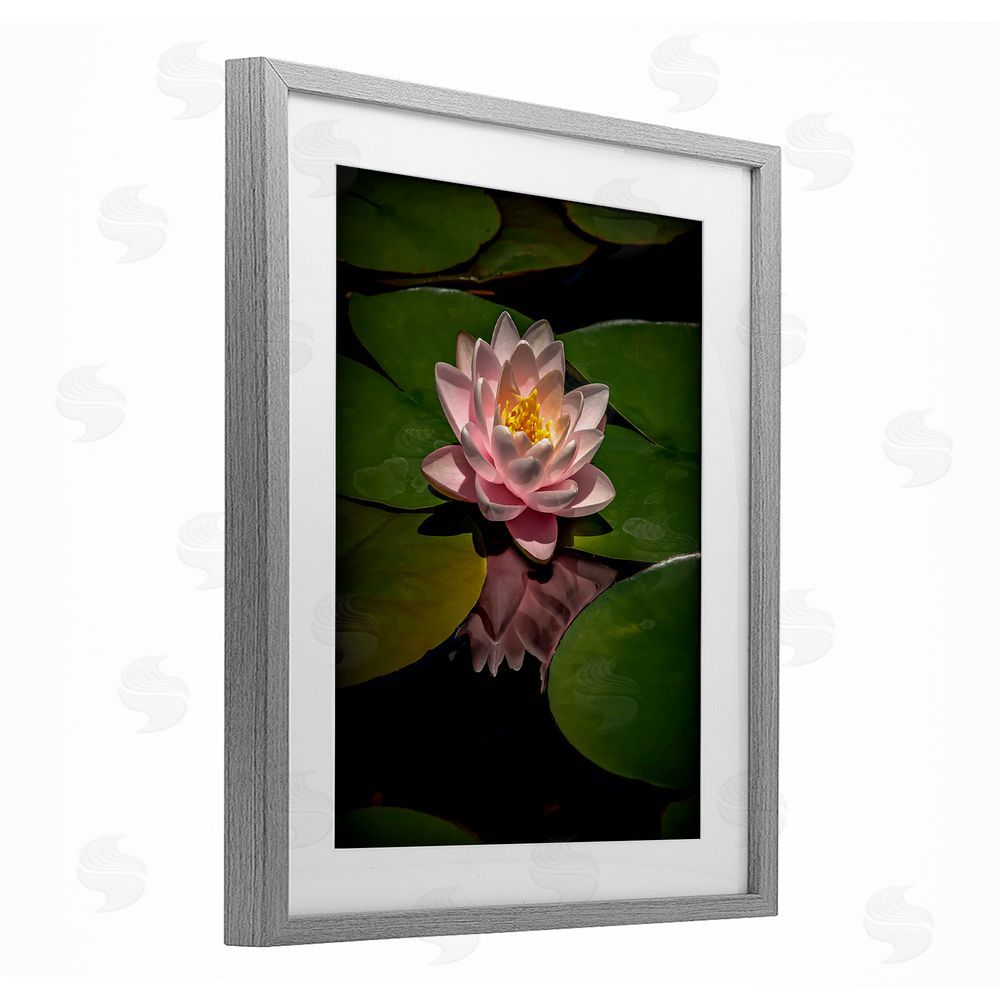 Phillip Flowers Pink Lotus Among Lily Pads Gray Framed Print Under Glass Wall Art