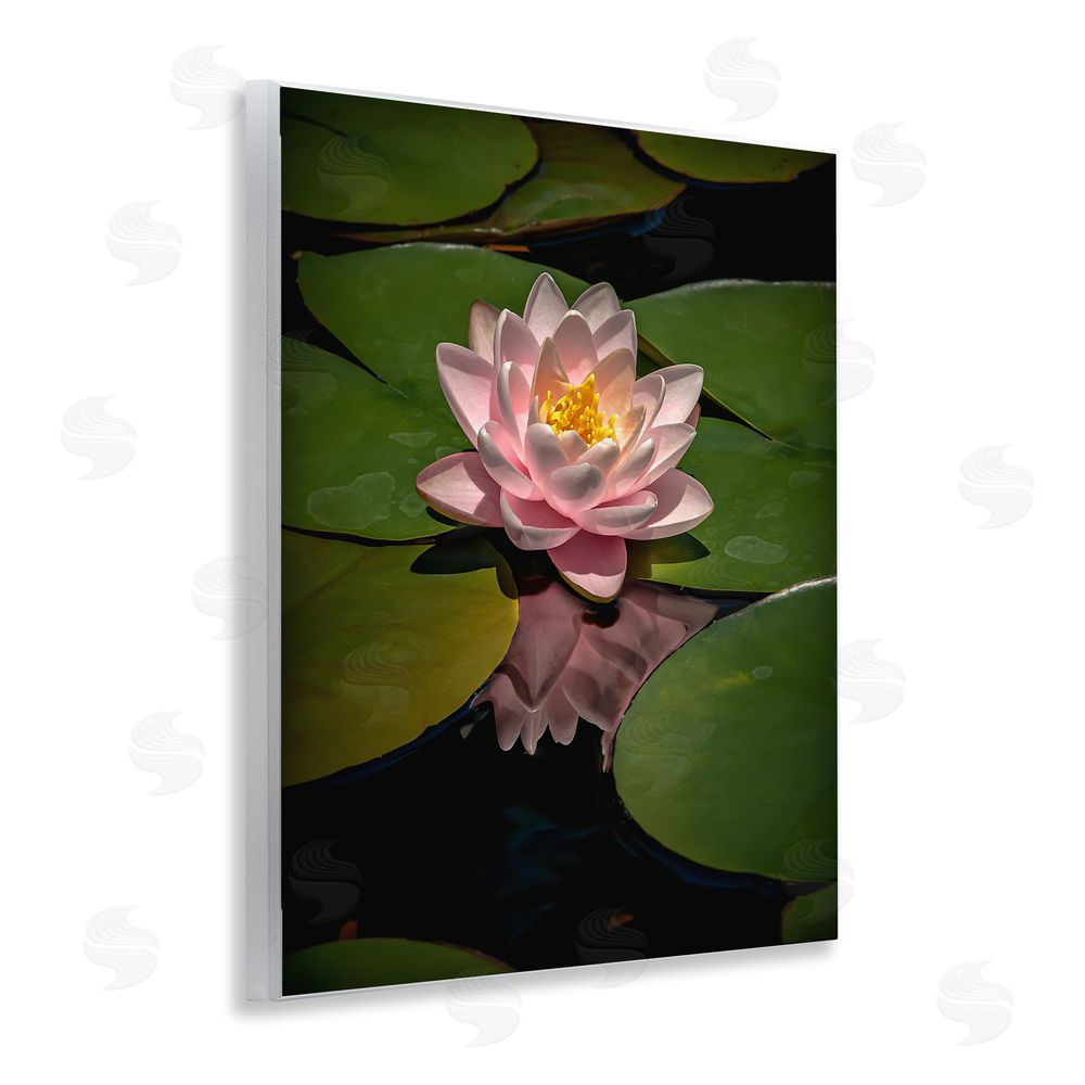 Phillip Flowers Pink Lotus Among Lily Pads Wooden Wall Plaque Art Print