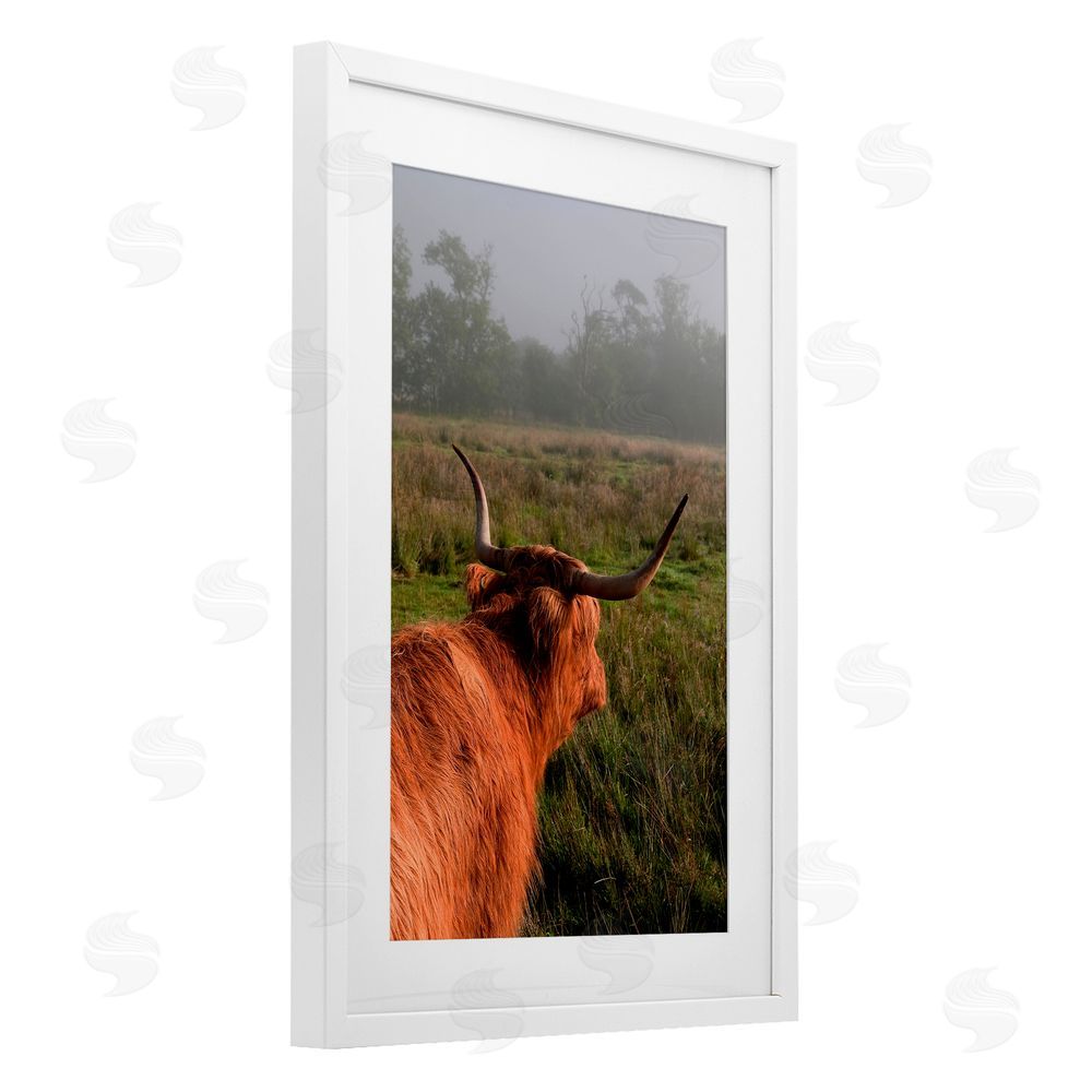 Jenny Rainbow Fine Art Highland Cow Gazing Out White Framed Print Under Glass Wall Art