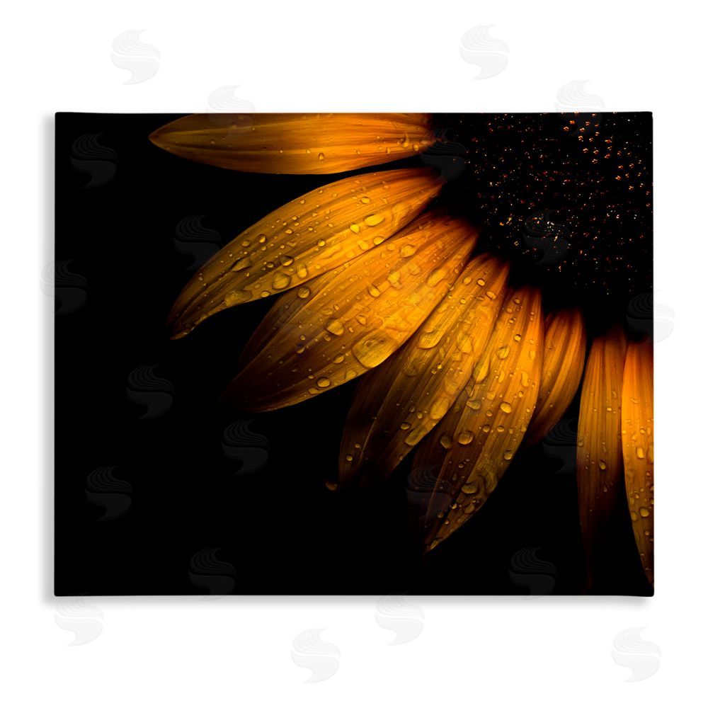 Brian Carson Photography Water Droplets on Sunflower Stretched Canvas Wall Art Print