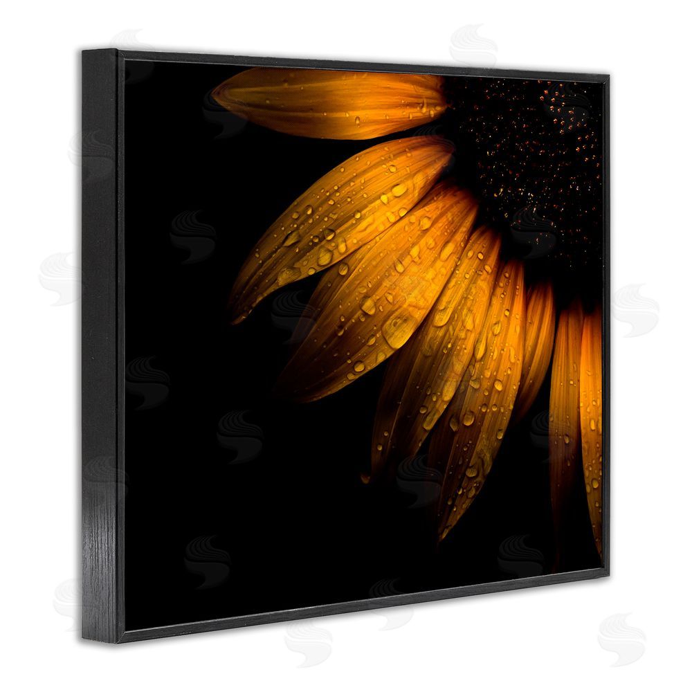 Brian Carson Photography Water Droplets on Sunflower Black Framed Giclee Print Wall Art
