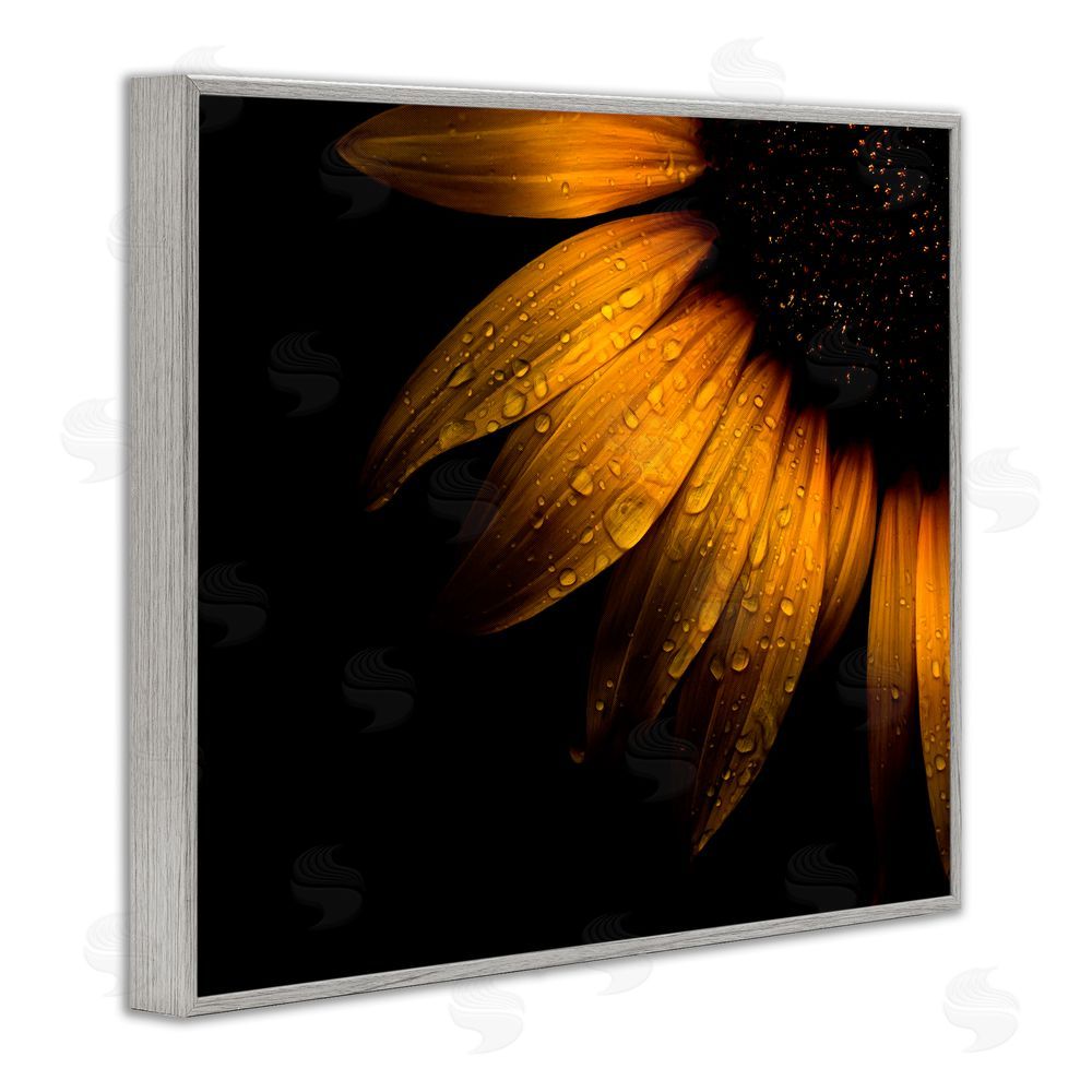 Brian Carson Photography Water Droplets on Sunflower Gray Framed Giclee Print Wall Art