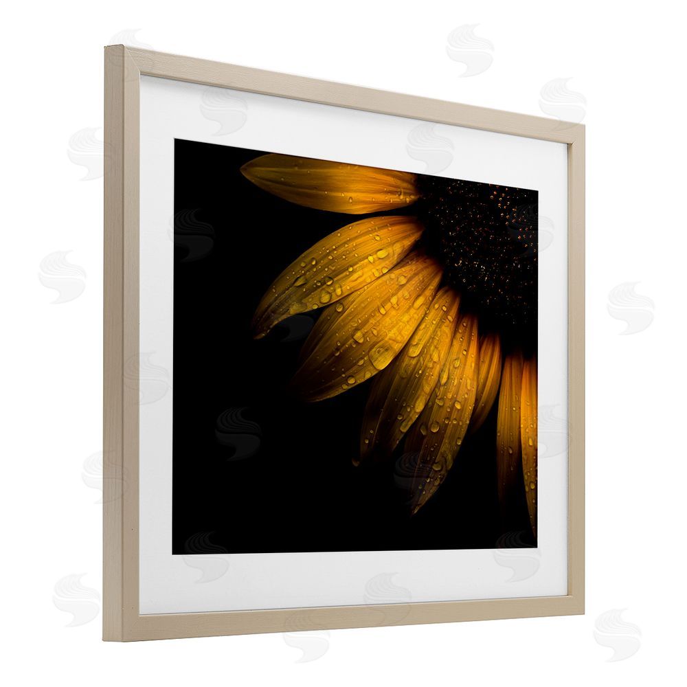 Brian Carson Photography Water Droplets on Sunflower Brown Framed Print Under Glass Wall Art