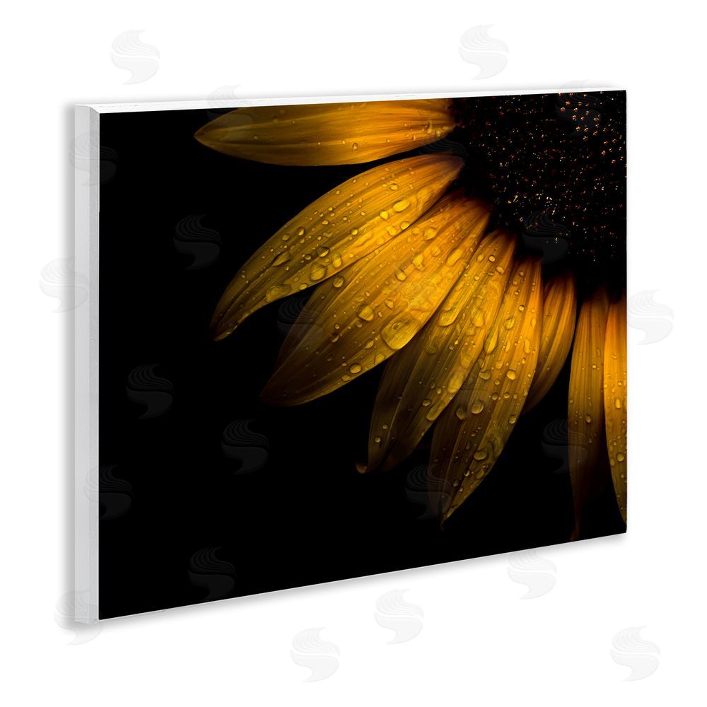 Brian Carson Photography Water Droplets on Sunflower Wooden Wall Plaque Art Print
