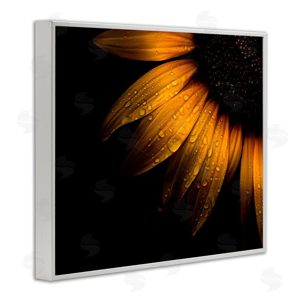 Brian Carson Photography Water Droplets on Sunflower White Framed Giclee Print Wall Art