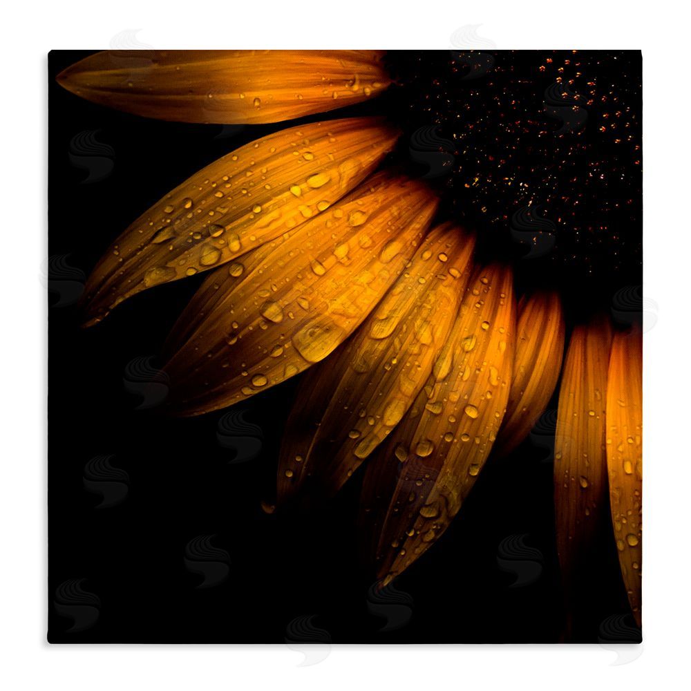 Brian Carson Photography Sunflower Detail with Droplets Stretched Canvas Wall Art Print