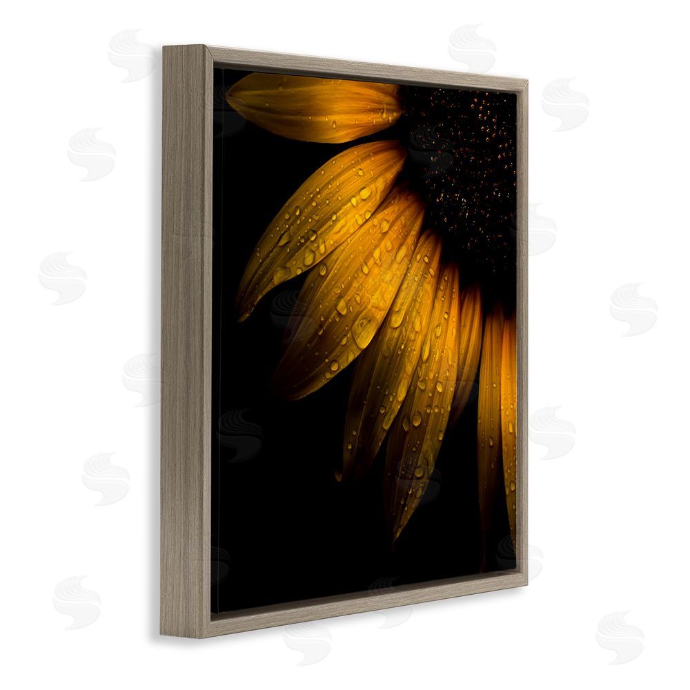 Brian Carson Photography Sunflower Detail with Droplets Brown Floating Frame Canvas Wall Art Print