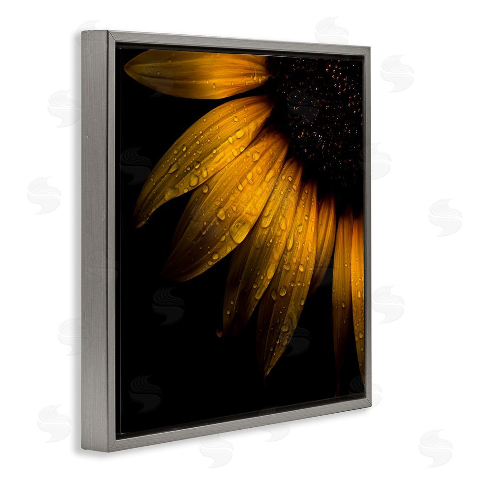 Brian Carson Photography Sunflower Detail with Droplets Gray Floating Frame Canvas Wall Art Print