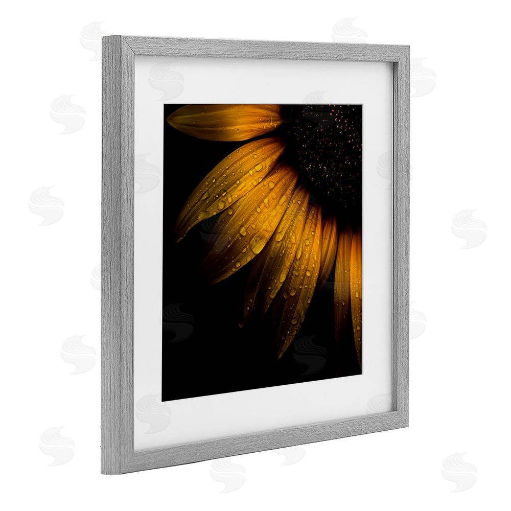 Brian Carson Photography Sunflower Detail with Droplets Gray Framed Print Under Glass Wall Art