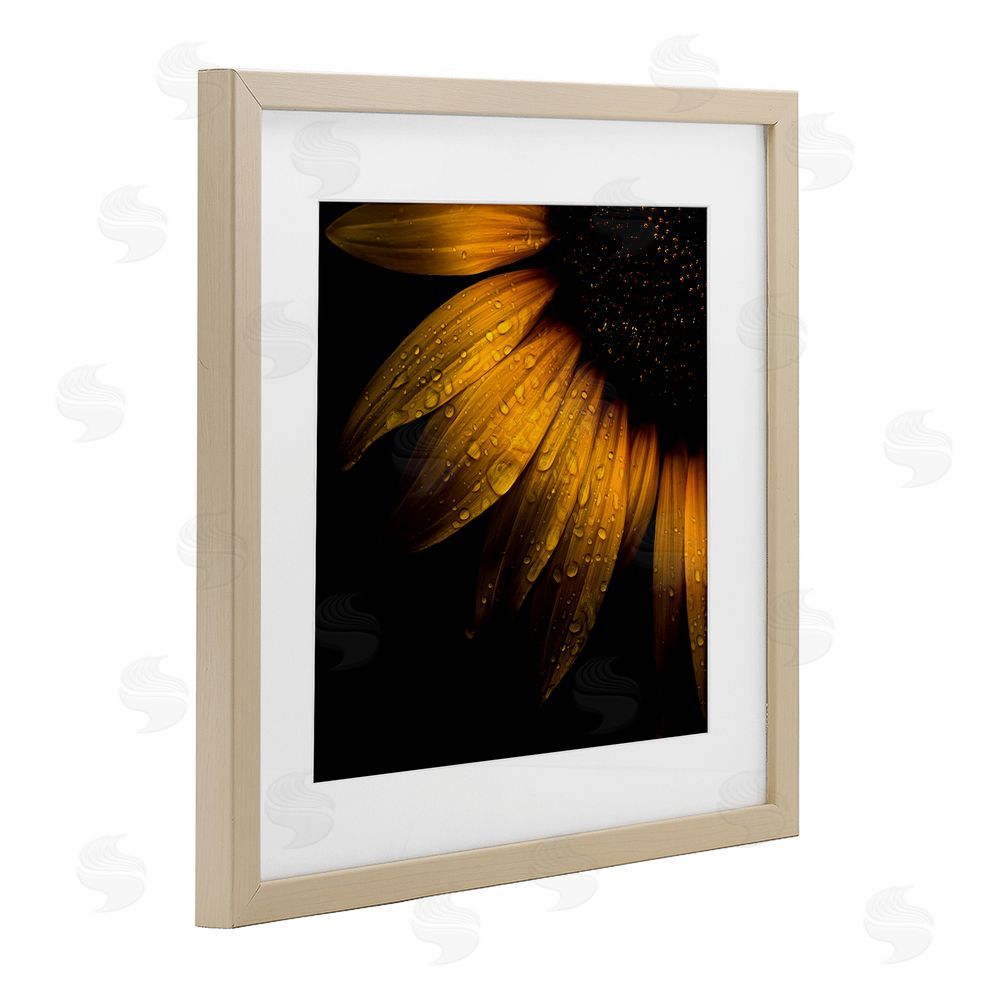 Brian Carson Photography Sunflower Detail with Droplets Brown Framed Print Under Glass Wall Art