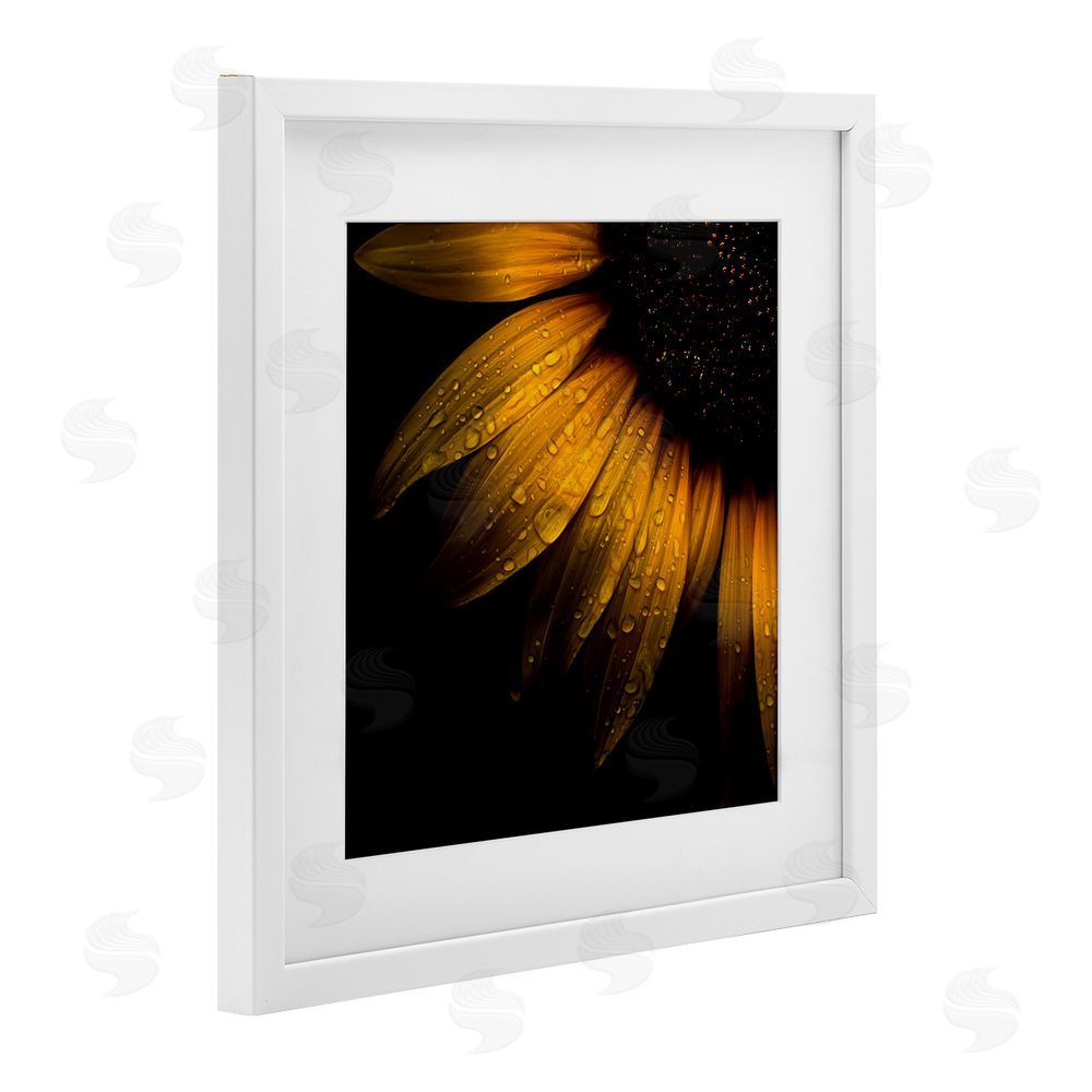 Brian Carson Photography Sunflower Detail with Droplets White Framed Print Under Glass Wall Art