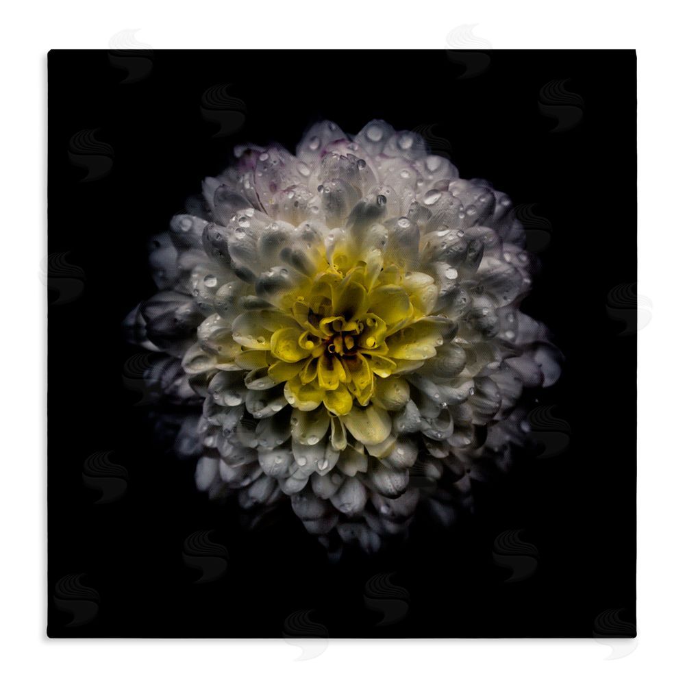 Brian Carson Photography White And Yellow Mum Stretched Canvas Wall Art Print
